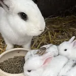 Renate Sassen Farmház Werdum