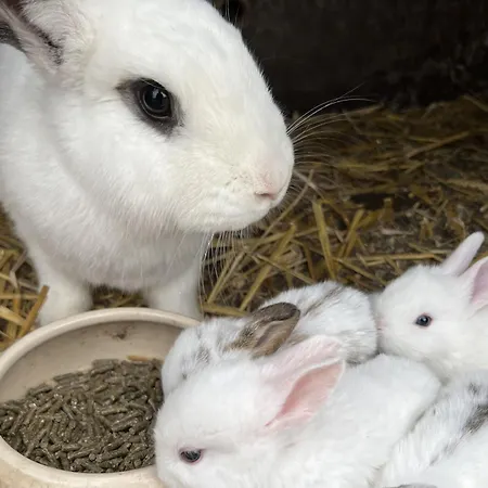 Renate Sassen Bauernhof Werdum