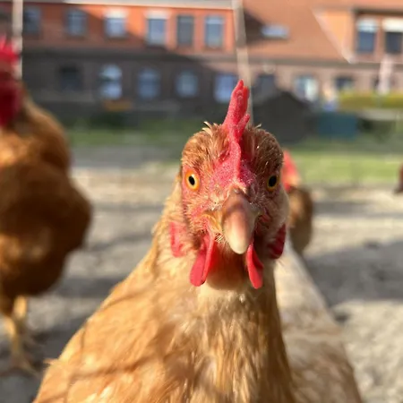 Renate Sassen Farmház