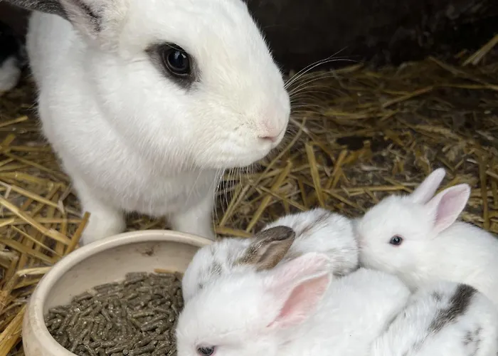 Renate Sassen Κατάλυμα σε φάρμα Werdum